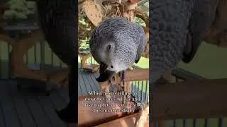 Poor mom 🫢 #parrots #bird #birdslover #africangrey #birdmom