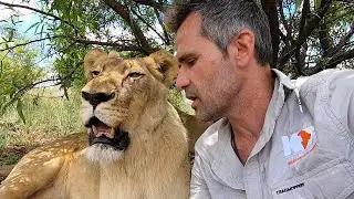 A Typical Lions Sleeping Pattern, Speed and Age with #AskMeg | The Lion Whisperer