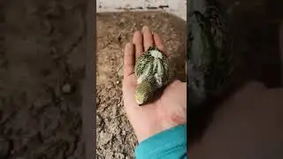 First parrot baby in our home 🥰🦜🤞