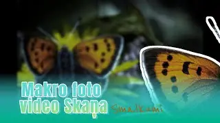 Makro foto smalkumi / Macro photo video music