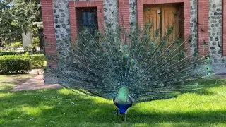 BEAUTIFUL PEACOCK IN RETIRO PARK