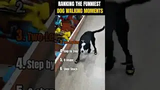 RANKING THE FUNNIEST DOG WALKING MOMENTS! 🐶🚶&zwj;♂️