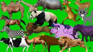 Видео с бегущим животным на зеленом фоне, зоопарк, животное с печатью, дикое животное, эффект, му...