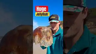 Спасаем огромную жалящую медузу! 🪼 #животные #природа #шорты