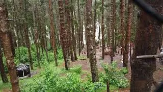Pine Forest Shooting Spot Ooty