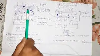 Gram Positive vs Gram negative Bacteria cell | Cell wall | basic concept