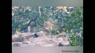 Leopard mating pair 27 December 2022@ Kanha National park Madhya Pradesh India 9425855075