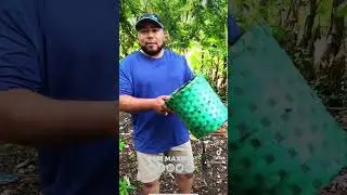 Cortando caf&eacute; 🍒🍒Como es el proceso de cosecha  #cafe #corta #monta&ntilde;a #honduras #comayagua