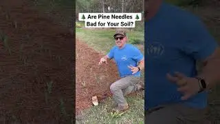 Are Pine Needles Bad for Your Soil? 🌲