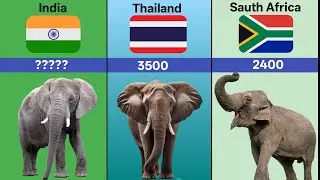 Elephants Population by Country 2025 | Elephant Population From Different Countries