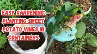 Easy Gardening: Planting Sweet Potato Vines in Containers 🍠#sweetpotato #gardeningtips #gardening