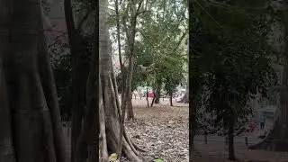 Unique skills #monkey #animals #nature