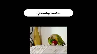 Conure grooming #birds #birdsgrooming #avianlife #birdsavairy #birdkingdom #pets #