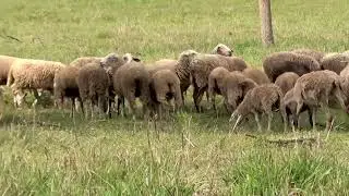 Ovelha, Carneiro, Cordeiro, Ovis Aries, Sheep, Animais dom&eacute;sticos em Regime Extensivo, Vida no Campo