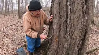 How is Maple Syrup Made? #maplesyrup #agriculture #farming