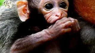 Why New baby Timo sucking hand herself like this? | Poor New baby is so cute nurse by mom Tima |
