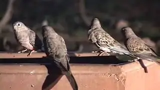 Bourke's Parrot