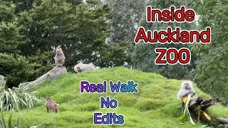 A Real Walk Through Auckland Zoo 🫶 No Edits, Just Real Life💝 Part 4  #aucklandzoo #nature #park