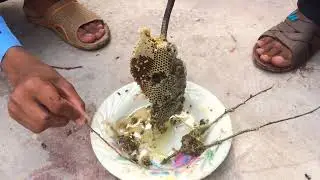 How to make Honey Asia || Honey hunter pure Punjab Pakistan people love | little honey bee