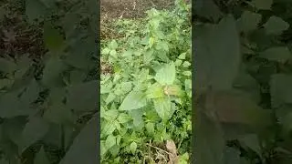 Christmas bush/Baby bush/Jack in the bush- Influenza, Bronchitis, Cold, Back pain