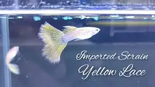 Yellow Lace - Premium Grade Guppy