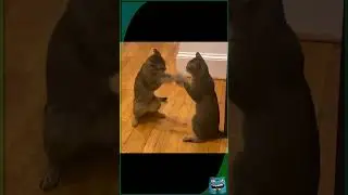 Funny Moment: Cats Play Pat-a-cake #funnymoments #funnycats