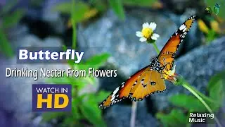 Butterfly drinking nectar from flowers | Butterfly | Relaxing music | Stress Relief | #butterflys