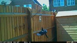 Juvenile European magpie feeding behaviour