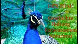 Der Pfau im Portrait - Alte Nutztierrassen Folge 132 - Pfauenhaltung mit Zucht und Naturbrut #pfau