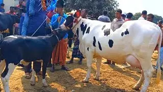 @আজ ১/১/২৬ | উন্নত জাতের দুধের গাভী ও বাছুর গরুর দাম | রানীগঞ্জ হাট |দিনাজপুর 
