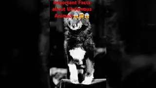 Important Facts about Unfamous Animals😱🤯😱 #facts #shorts #horse #bolt #animals #shortsindia