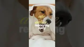 Dogs Dreaming Explained!