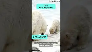 TOP 5 Cute Predators