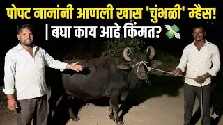 पोपट नानांनी आणली खास 'चुंभळी' म्हैस! | बघा काय आहे किंमत? 💸 
