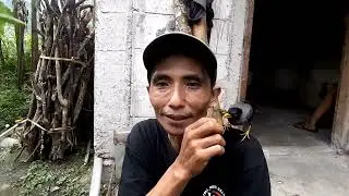 kondisi burung liar semakin memprihatinkan