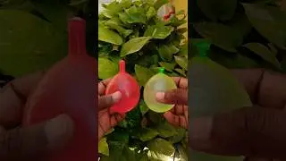 Holi water balloon | water balloon | Holi | #holi #holi2023