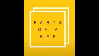 Bee anatomy