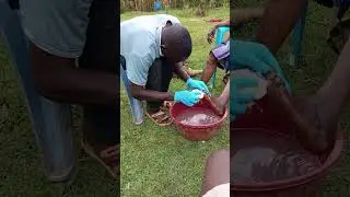 YOUFRA KISOKO FRATERNITY helping people who are affected with jiggers a call of being a Franciscan