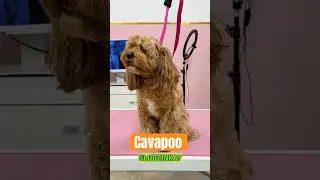 Opowiadamy o pielęgnacji hybrydy cavapoo