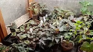 🌺Работа стеллажа в летний период.🌺