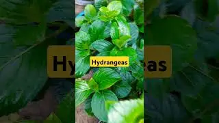 hydrangeas#premonsoon#garden#postrain