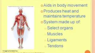 body systems overview