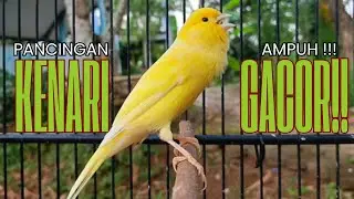 Pancingan Kenari GACOR panjang untuk Masteran Kenari PAUD & agar Kenari diam agar bunyi & gacor