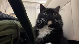 Cat's Hilarious Bunny Kick and Enjoy with Daddy's Backpack. ブラッシングしようと思ったら、キックで返されました。