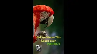 Did You Know This About Your Parrot | Parrot Facts |  Zail Facts