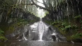 Heavy Rain on a Beautiful Forest Path - ASMR, Calming, Healing Rain Sounds, Meditation, Yoga