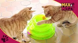 Jouet pour chat tour &agrave; 3 niveaux et balles de couleur Crazy Ball de Max&Mitzy