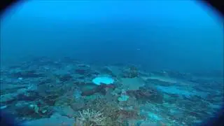 Timor Sea - White Tip Reef Shark ROV Highlights