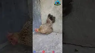 PRAMUDHEWI 🐓 | AYAM BETINA KATE TEMA WANGKAS WIDO Part 01