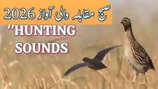 A new way to hunt quail using sound | batair ki awaz2026